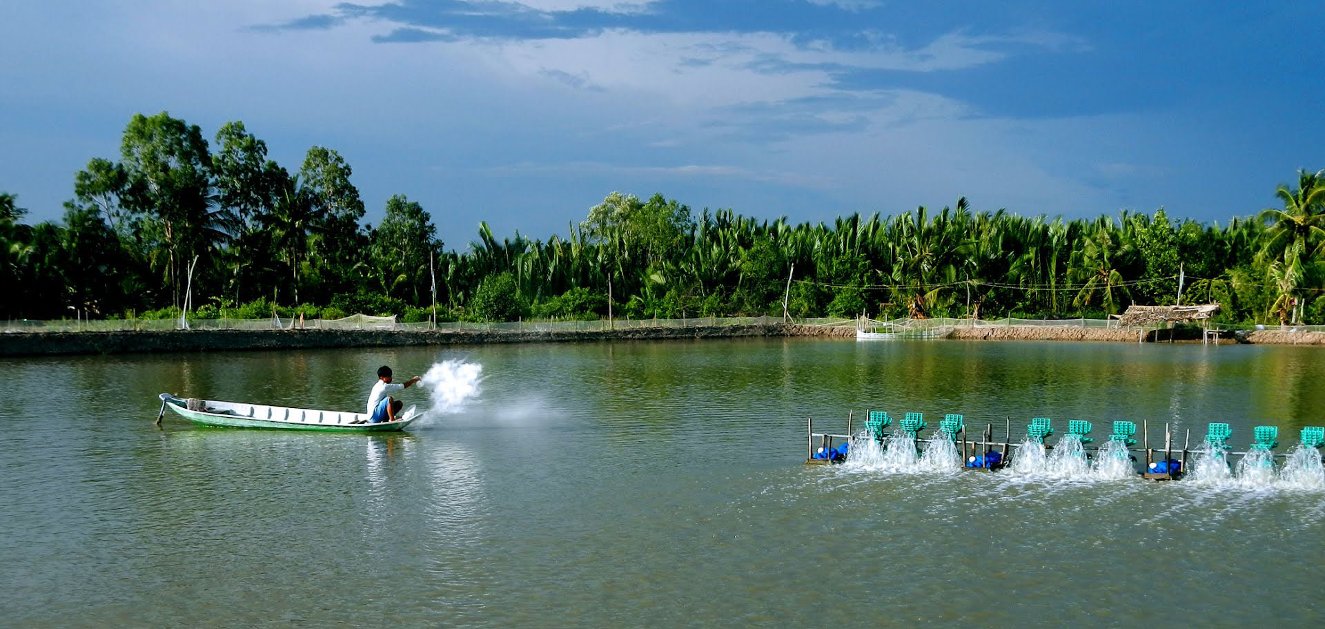 mật rỉ đường trong nuôi tôm