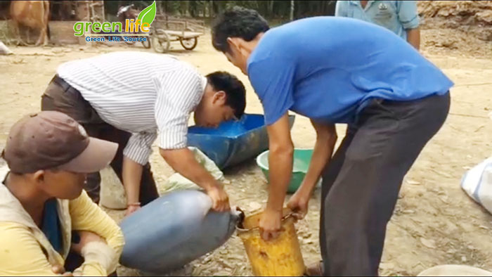 Sử dụng rỉ mật ủ chua thức ăn thô xanh